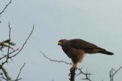 Buteo magnirostris