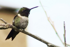 Arquilocus colubris
