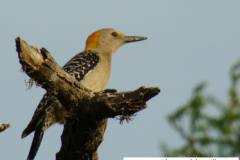 FPO_Melanerpes_aurifrons_3