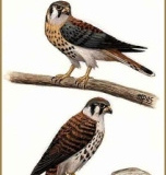Falco_sparverius