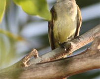 MGElan_flavo_3330