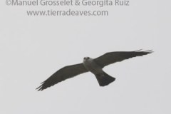 MG_Ictinia_mississippiensis