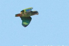 MGpionussenilisflight0149