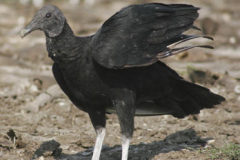 MLK_Coragyps_atratus