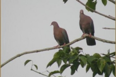 Patagioenas_flavirostris6374