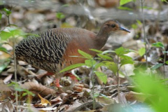 tinamu-canelo238210281